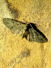 Eupithecia miserulata