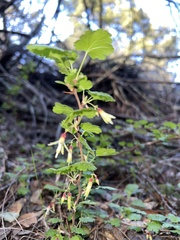 Ribes menziesii