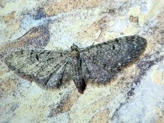 Eupithecia miserulata