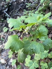 Ribes menziesii