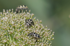 Astylus atromaculatus