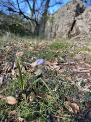 Dipterostemon capitatus