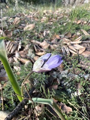 Dipterostemon capitatus