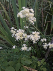 Thalictrum dasycarpum