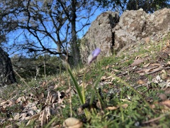 Dipterostemon capitatus