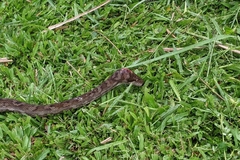 Simalia amethistina