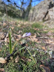 Dipterostemon capitatus