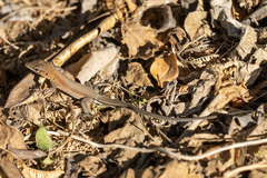 Aspidoscelis guttatus