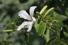 Bauhinia forficata