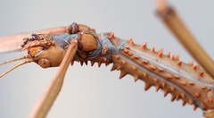 Acrophylla enceladus