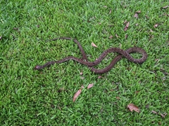 Simalia amethistina