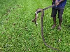 Simalia amethistina