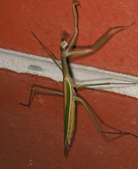 Tenodera australasiae