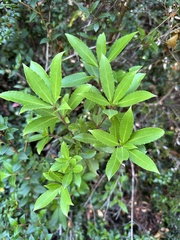 Maytenus magellanica