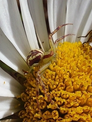Misumenops