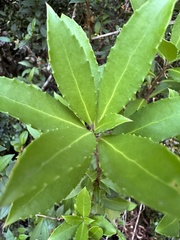 Maytenus magellanica