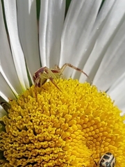 Misumenops