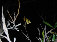 Heteronympha penelope
