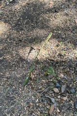 Brachystele unilateralis