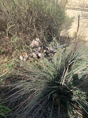 Yucca constricta