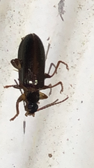 Statira