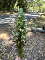 Brachystele unilateralis