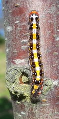 Acronicta tridens