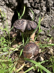 Xerocomellus dryophilus