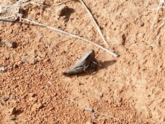 Tettigidea lateralis