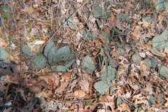 Opuntia cespitosa
