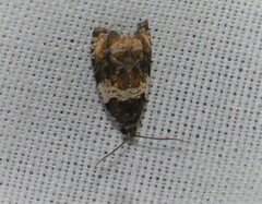 Olethreutes fasciatana