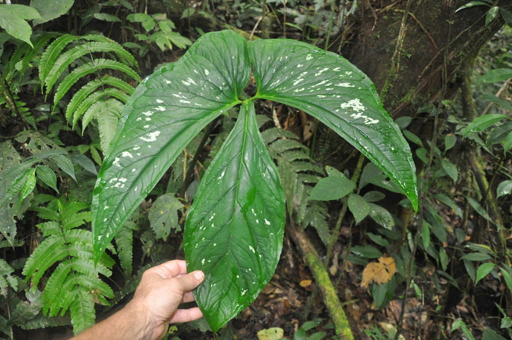 Chlorospatha