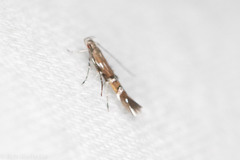 Cosmopterix pulchrimella
