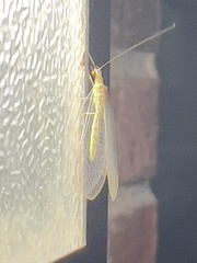 Chrysopa quadripunctata