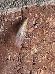 Chrysopa quadripunctata