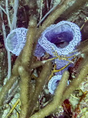 Callyspongia plicifera