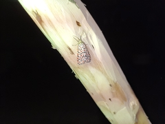 Utetheisa pulchelloides