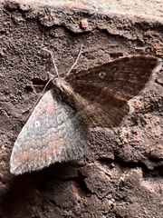 Orthonama obstipata