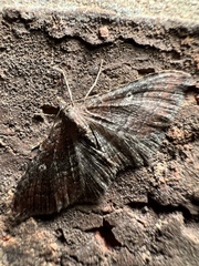 Orthonama obstipata