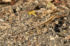 Sceloporus siniferus