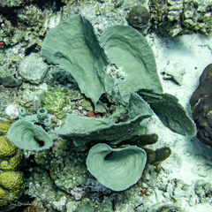 Callyspongia aculeata