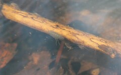 Crangonyx