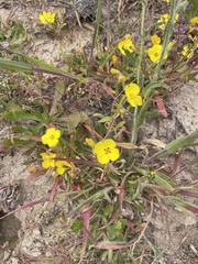 Camissoniopsis