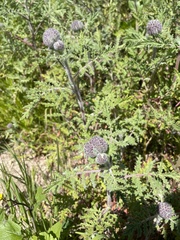 Phacelia hubbyi