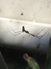 Leucauge