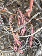 Portulaca californica