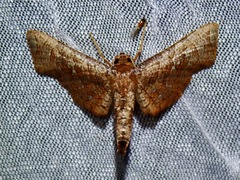 Thyrididae