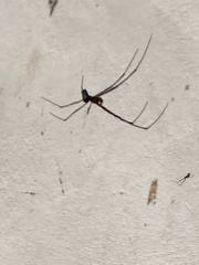 Leucauge