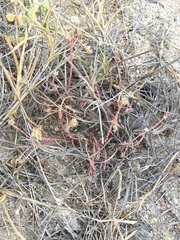 Portulaca californica