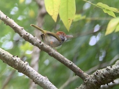 Orthotomus atrogularis